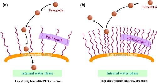 Figure 6. Schematic representation of the relationship between some Hb liquid droplet and low or high density. PEG brush structure on the surface of nanoparticles. (a) The PEG chains with low density would form entrance for hemoglobin being incorporated into inner water phase during the formation of HbPN. (b) When more density of PEG segments was surrounding the nanoparticles, the stronger steric repulsion was produced to prevent not only from opsonins adsorption but Hb encapsulated into inner phase.