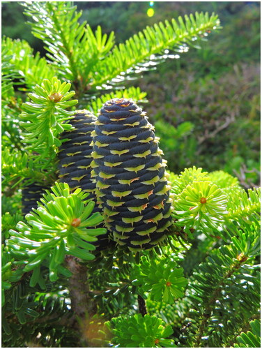 Figure 1. Image of the cone and leaves of Abies koreana on Mt. Halla (photograph taken on June 7 2020).