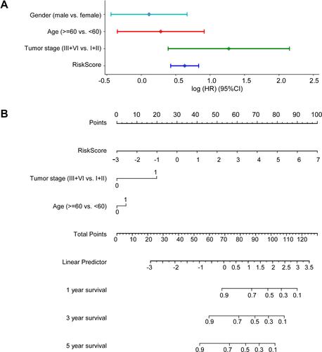 Figure 5 The risk score is a good predictor of 3- and 5-year overall survival in patients with colon cancer. (A) Multivariate Cox regression analysis comparing the independent prognostic factors for overall survival of patients with colon cancer. (B) Nomogram for predicting clinical outcomes with risk score.