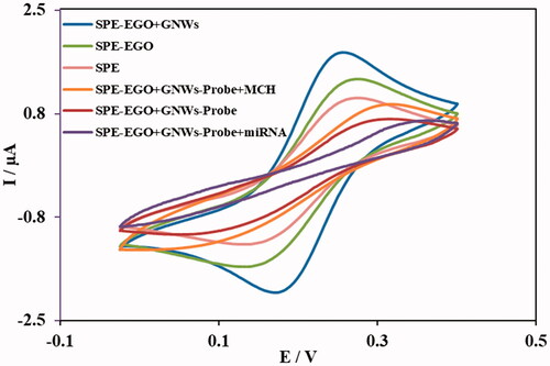 Figure 3. Results of CV experiments for different stages of electrode surface modification during nanobiosensor fabrication. (CVs performed in 1.0 mM K3[Fe(CN)6] solution (pH =7.0)).