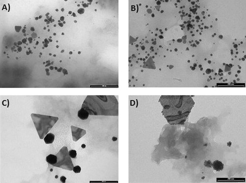 Figure 4. TEM images obtained from Cucurbita pepo L. root extracts of (A) untreated sample, (B) Ag-treated sample, (C) Au-treated sample, and (D) Cu-treated sample. All bars scale 20 nm.
