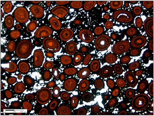 Figure 12. Thin section photomicrograph under plane polarised light of an oolitic ironstone sample from MMA 1 showing spherical, ellipsoidal and partly broken iron ooids in a fine-grained goethitic matrix.