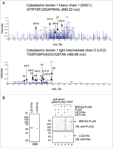 Figure 1. Identification of the BRCA2 centrosomal localization signal (CLS)-interacting protein. (A) MS/MS product ion spectra obtained by nano flow LC/MS/MS, showing cytoplasmic dynein 1 heavy chain 1 (DHC1) (upper) and cytoplasmic dynein 1 light intermediate chain 2 (LIC2) (lower), in immunoprecipitated protein complexes using anti-DsRed antibody from HA-CLS-DsRed-overexpressing HeLa S3 cells. The spectrum of the peptide clearly shows b- and y-ion fragments. (B) Pull-down assays of the ability of BRCA2-FLAG to bind the LIC1- and LIC2-His purified from E. coli. Bacterial lysate induced to express His fusions of LIC1 and LIC2 was resolved using SDS-PAGE and Coomassie brilliant blue-stained gels. FLAG-tagged full-length BRCA2 was bound to anti-FLAG M2 antibody agarose and incubated with His-tagged full-length LIC1 and LIC2.