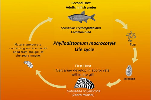 Figure 5. Life cycle of Phyllodistomum macrocotyle (adapted from Molloy et al. Citation1997 with information in Petkevičiūtė et al. Citation2020).