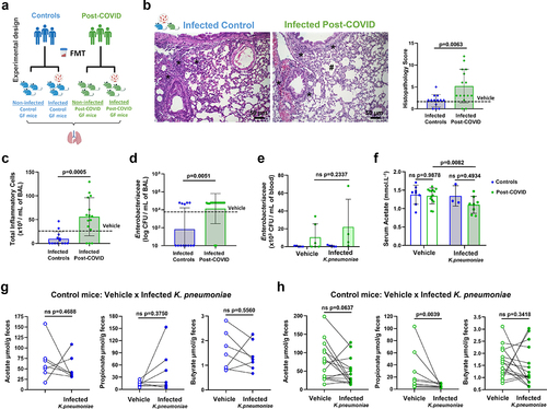 Figure 4. FMT from post-COVID patients impacts the gut-lung axis and increases susceptibility to K. pneumoniae B31 lung infection. (a) experimental design: germ-free mice received fresh feces from control or post-COVID donors and were infected with K. pneumoniae B31 (K. pneumoniae: control N = 13, post-COVID N = 15) or received saline (vehicle), and lung tissue, bronchoalveolar lavage and serum SCFAs levels were assessed. (b) histological alterations in the lung of post-COVID mice infected by K. pneumoniae B31 and a graph showing the histopathological score of the airway, vascular and parenchymal inflammation in control and post-COVID mice lungs (N = 28). Asterisks indicate inflammatory infiltrates. Hash marks areas of emphysema. Scale bar: 50 μm. 20X and 40X objective. (c) total number of inflammatory cells in bronchoalveolar lavage (BAL) (N = 28). (d) total numbers of Enterobacteriaceae in BAL (N = 28) and (e) blood (N = 28). (f) serum acetate levels (mmol.L−1) in vehicle and K. pneumonia-infected HM mice (N = 33). (g) paired analysis of fecal acetate, propionate, and butyrate levels between vehicle and infected mice that received feces from the same control donor (N = 14). (h) paired analysis of fecal acetate, propionate, and butyrate levels between vehicle and infected mice that received feces from the same post-COVID donor (N = 30). Statistical analysis: unpaired Student’s t-test was used in B and C, Mann-Whitney test was used in D. Two-way ANOVA with Tukey’s tests was used in E and F. Wilcoxon matched pairs signed rank test was used in G and H. Data are shown as mean and standard deviation (SD). All results are representative of three independent experiments.