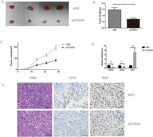 Figure 5. Silencing of FOXD4 inhibited colorectal cancer progression in vivo. (A) Photographs of tumors were obtained from nude mice. (B-C) Tumor weight and volume were examined after injection of colorectal cancer cells stably transfected with sh- FOXD4 or control. (D) Quantitative real-time PCR was used to measure the expression of FOXD4,SNAI3 and CDH1 in the tumors. (E) Immunohistochemical was used to measure the expression of CD31 andKi67.(*p < 0.05, **p < 0.01, ***p < 0.001)