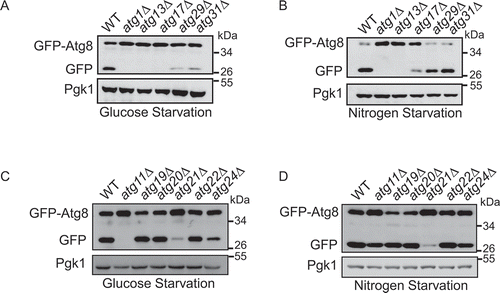 Figure 1. Atg11 is required for glucose starvation-induced autophagy. GFP-Atg8 was expressed in the yeast strains listed from (A–D). Cells were grown to the log-growth phase, then subjected to nitrogen starvation or glucose starvation for 4 h. Autophagic activity was assessed by western blot analysis of GFP-Atg8 cleavage