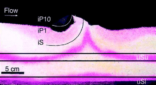 Figure 13.  The image shows the distribution of red solutes and 1 and 10 µm large black particles after a laminar flow of 10 cm s−1 had been imposed on a sediment hump in sand for 16.5 h. Initially all color in the sediment was dissolved only in the two horizontal layers bordered by the black lines and particles were only added to the overlying water. The image clearly shows that particles and solutes were forced through the pore spaces at the front of the hump and that partial pressure differences induce a local upwelling of porewater at the top and behind the hump (redrawn from Huettel et al. Citation1996).