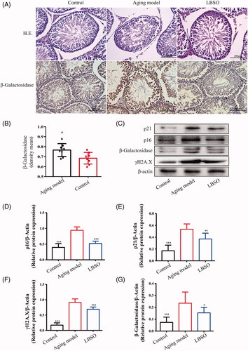 Figure 1. Effects of LBSO on anti-ageing in the testis in vivo. (A) Haematoxylin and eosin (H&E)-stained testicular tissues, 400× magnification. The expression of β-galactosidase located in the testicular tissue was observed by immunohistochemical staining (magnification 400×). (B) Analysis of the density mean of β-galactosidase. The data of the positive staining-integral optical density/area (IOD/area, density mean) were expressed as the mean ± SD, n = 10; *p < 0.05, compared to the control group. (C) The expression of p16INK4A, p21Waf1/Cip1, p-γH2AX, and β-galactosidase in the testicular tissue was detected by Western blot. The relative expression of (D) p16INK4A, (E) p21Waf1/Cip1, (F) p-γH2AX, and (G) β-galactosidase in testicular tissue. Densitometry was used to compare the expression levels. β-Actin was used as an internal loading control. All data were expressed as the mean ± SD, n = 10; *p < 0.05, **p < 0.01, ***p < 0.001, compared to the ageing model.