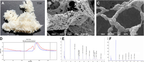 Figure 2 (A) Lyophilized products of EPS; (B) microstructure by SEM (500×); and (C) microstructure by SEM (20,000×). (D) GPC; (E) standard curve of monosaccharide reference standard; and (F) EPS monosaccharide composition curve.