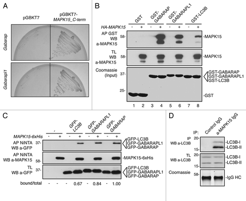 Figure 1. MAPK15 interacted, in vitro and in vivo, with GABARAP, GABARAPL1 and LC3B. (A) Two positive clones, identified by two-hybrid screening, encoding GABARAP and GABARAPL1 were tested to be devoid of autoactivation. Yeast cells were cotransformed with the pACT2 vector containing the Gabarap (upper row) and Gabarapl1 (lower row) cDNA, respectively, with pGBKT7 alone (left) or with pGBKT7-MAPK15_C-term (right), and streaked on selective medium. (B) Bacterially expressed GST-GABARAP (lanes 3–4), GST-GABARAPL1 (lanes 5–6) and GST-LC3B (lanes 7–8) or GST alone (lanes 1–2), immobilized on glutathione-Sepharose Beads 4B, were incubated, for affinity precipitation (AP), with total lysates (TL) of 293T cells transiently transfected with a control vector or with HA-MAPK15, then analyzed by western blot (WB). (C) HeLa cells were cotransfected with a control vector or with GFP-LC3B, GFP-GABARAPL1, GFP-GABARAP in presence or absence of MAPK15–6XHis. Lysates (1 mg) were incubated with NiNTA-Sepharose Beads 4B, subjected to in vivo affinity precipitation, and then analyzed by WB. The total and MAPK15-bound amounts of GFP-tagged ATG8-like protein were quantified by NIH ImageJ software. (D) HeLa cells lysates (5 mg) were immunoprecipitated with control IgG or anti-MAPK15 antibody and analyzed by WB. LC3B was detected with anti-LC3B antibody (Sigma Aldrich).