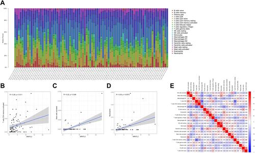 Figure 6 CIBERSORT analysis of the relationship between ARNTL2 expression and 22 immune cell infiltration in data from TCGA. (A) The stacked bar chart shows the relative fiction of 22 immune cells in each sample. (B–D) The correlation between ARNTL2 expression and activated CD4 memory T cells (B), activated Mast cells (C), and Neutrophils (D). (E) The correlation among different immune cells. The red colour indicates a positive correlation and the blue colour shows a negative correlation.