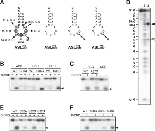 Figure 2. Determination of nucleotides important for the susceptibility to D-CRD within the anticodon-loop. (A) Secondary structures of the anticodon stem-loop (ASL) transcripts for E. coli tRNAArgs used are as shown. All these ASL transcripts possess GG extension at their 5′ termini to enhance the transcription efficiency. Arrows indicate the nucleotide replacement, and nucleotide numbering is according to those of full-length tRNAs as seen in Fig. 1A. Arrowheads correspond to the cleavage sites of ASLArgACG, as seen in Fig. 2D. (B, C, E, and F) Each of the nucleotides was replaced as indicated, and the susceptibility to D-CRD was evaluated. Arrowheads indicate the cleaved 3′ fragments. (D) Cleavage site on ASLArgACG was determined. The 5′-labelled ASLArgACG was incubated without (lane 1) or with D-CRD (lane 3). The alkaline hydrolysis ladder was loaded on lane 2. The cleavage site is depicted by a closed arrowhead, and the minor cleavage site, which probably occurs indirectly, is denoted by an open arrowhead