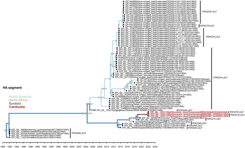 Figure 2. Evolutionary relationships and divergence of HA gene of H14Nx viruses. Phylogeny includes all H14 HA sequences available in public influenza databases (GISAID, NCBI, and BV-BRC) with sequences generated in this study shown in red. Branches are coloured by geographic location. Tree is scaled to time with node bars corresponding to the 95% HPD. HA cleavage site motif is shown for each isolate.