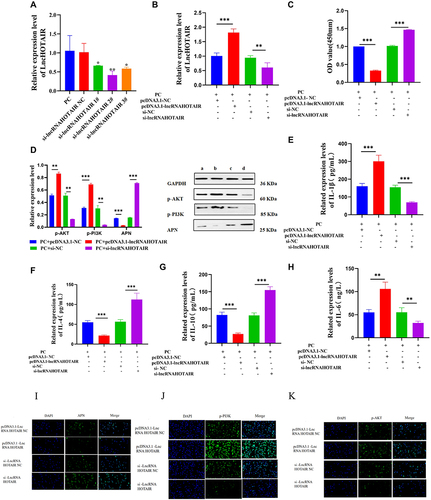 Figure 11 RT-qPCR to check HOTAIR expression (A and B); CCK-8 assay to analyze PC viability (C); WB to test phosphorylation of PI3K and AKT and levels of APN (D); ELISA to determine IL-1β, IL-6, IL-4, IL-10, and APN levels (E–H); Semi-quantitative levels of APN, p-PI3K, and p-AKT detected with immunofluorescence (I–K). *** P < 0.001; ** P < 0.01; * P < 0.05.