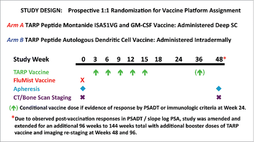 Figure 1. Clinical trial design. HLA-A*0201 positive men with Stage D0 prostate cancer and a PSADT > 3 mo and < 15 mo were randomized 1:1 to receive a primary vaccination series of five TARP peptide vaccines administered q 3 weeks with a conditional booster dose at Week 36 depending on immune reactivity and PSADT at Week 24. Subsequent study amendment allowed booster doses for all patients at Weeks 48 and 96.
