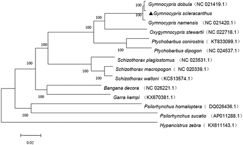 Figure 1. A neighbour-joining (NJ) tree of the G. scleracanthus was constructed using mitogenome sequences. The phylogenic tree is constructed by Kimura 2-parameter method with 1000 bootstrap replicates. GenBank accession numbers of mitogenomic sequences for each taxon are shown in parentheses.