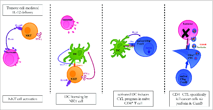 Figure 1. Proposed model for induction of CD4+ CTL in response to cytokine therapy. NKT cells are able to respond to IL-12 produced by the leukemia cell because they constitutively express IL-12 receptor. This signal induces IFNγ production by the NKT cell, which then acts on DCs to increase their expression of CD40. DCs and NKT cells reciprocally activate each other by interacting through CD40/CD40-L and MCP-1 is produced as a consequence of this interaction. The DC population matures and enhances its Ag-presentation capacity so that it can ultimately provide all of the necessary signals to induce a CD4+ T cell response. The CD4+ T cell reduces its expression of the transcription factor ThPOK, which normally suppresses the cytotoxic program, and becomes a CTL. The fully armed CD4+ CTL then kills leukemia target cells using the cytolytic granules perforin and GzmB as one mechanism of action.