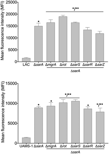 Figure 6. Impact of the functional status of regulatory mutations on protease production in isogenic sarA mutants. Protease activity in conditioned medium (CM) from stationary phase cultures from LAC, UAMS-1, and each of the indicated isogenic regulatory mutants was assessed using a gelatin-based FRET assay. Results are reported as the average ± standard error of the mean from two biological replicates, each of which included three experimental replicates. Asterisk indicates statistical significance by comparison to the results observed with the isogenic parent strain. Doubles asterisks indicate statistical significance by comparison to the isogenic sarA mutant