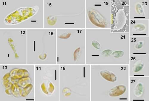 Figs 11–27. Examples of identified organisms in Roskilde Fjord. All micrographs are LM, except Fig. 20, which is SEM. Scale bars = 5 µm.