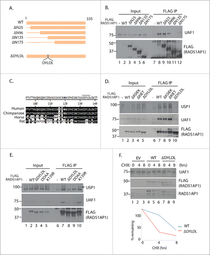 Figure 4. Mapping of the UAF1-interacton region of RAD51AP1. A. Schematic diagram of the RAD51AP1 truncates used for analysis. The DYLDL sequence whose deletion abrogated the UAF1 interaction is highlighted below. B. 293T cells were transfected with the indicated plasmids, followed by anti-FLAG IP and anti-UAF1 western blot. C. Sequence alignment of the putative interaction area of RAD51AP. D, E. 293T cells were transfected with the indicated plasmids, followed by anti-FLAG IP and anti-UAF1 western blot. F. ∼24 hours after the HeLa cells were transfected with the plasmids, cells were treated with 10 uM cycloheximide for indicated time, then harvested for western blots. Below is the quantification of the anti-FLAG bands intensity from triplicate experiments.