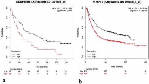 Figure 3. The Kaplan-Meier survival analysis of SERPINB5 and MMP11 in GC patients.