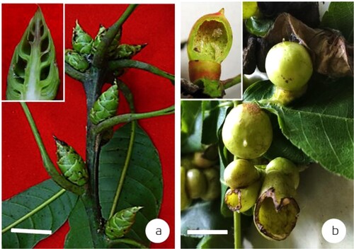 Figure 2. Examples of complex galls induced by the Psylloidea from the Indian subcontinent. (a) fir-cone like galls on Mangifera indica induced by Apsylla cistellata (source: Raman et al. Citation2009 Tropical Zoology) (inset–vertical-sectional view of a gall) (bar = 4 cm), (b) Two-tier saccular galls induced by Phacopteron lentiginosum on Garuga pinnata (courtesy: M. Nasser, University of Calicut, Kerala, India). Inset: Vertically slit gall showing the upper tier of the saccular gall and the supporting lower tier of collar-like growth. A late-stage immature can be seen at 1 o’clock position in the sac-part of this two-tier gall (bar = 5 cm).