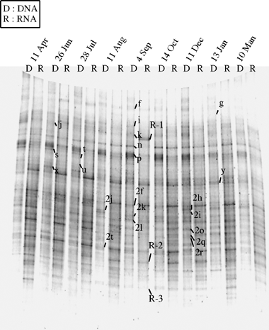 Figure 3  Denaturing gradient gel electrophoresis pattern of the bacterial communities in the plow layer soil based on DNA and RNA analyses. Bands with arrows were excised and subjected to sequencing (see Table 1). D, DNA; R, RNA.