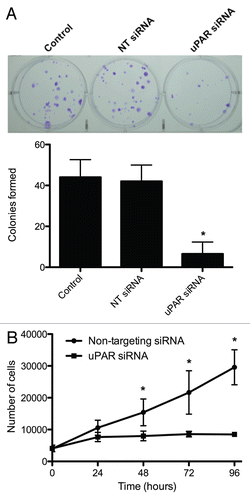 Figure 4 (A) Clonogenic assays demonstrating decreased ability of uPAR siRNA transfectant cells to form colonies compared to control or non-targeting (NT) siRNA transfectants. The accompanying graph summarizes (from independent replicate experiments) the colony-forming capacities of the various transfectants. *indicates a significantly lower (p < 0.05) number of colonies formed by the uPAR siRNA transfectants. (B) Effect of uPAR siRNA on BCPAP cell proliferation. Cells were grown in Accell delivery media with the appropriate siRNA for 72 hours, at which point the media was replaced with standard RPMI media (10% FBS) as described in Material and Methods. Cells counts were determined in triplicate for each time point via trypan blue exclusion. *indicates a significant difference (p < 0.05) in cell number for a given time-point.