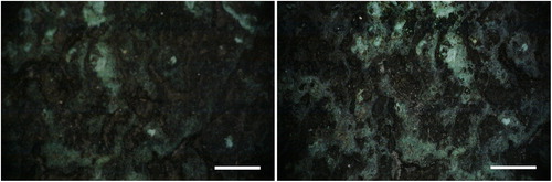 Figure 3. Area 1 test b. Left: before laser cleaning; right: after laser cleaning (bar = 1 mm).