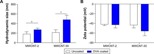 Figure 3 Effects of OVA coating on the hydrodynamic size and zeta potential of MWCNTs.Notes: (A) OVA coating increased the hydrodynamic size of MWCNTs, but had little impact on zeta potential of MWCNTs (B); n=3, mean ± SD, *P>0.05 comparison between MWCNTs with and without OVA coating. Results are in response to an analysis of variance test.Abbreviations: MWCNT, multiwalled carbon nanotube; OVA, ovalbumin.
