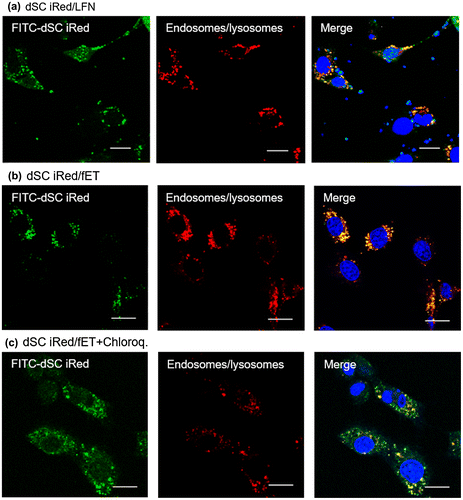 Figure 7. Confocal images of intracellular fate of dSC iRed.