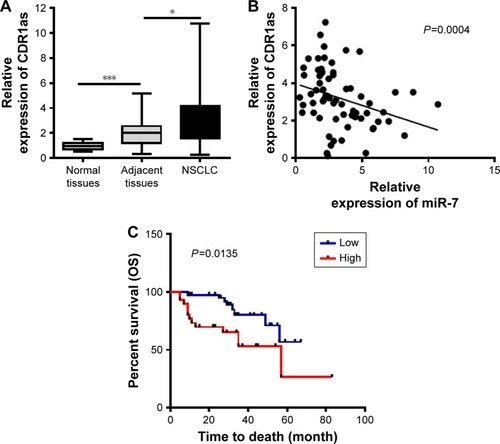 Figure 1 CDR1as is overexpressed in NSCLC and predicts a poor prognosis.