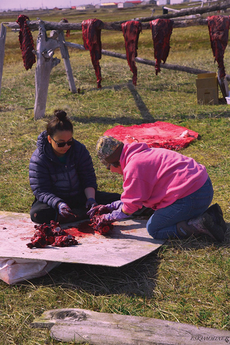 Figure 2. Learning from the Pro: Learning the Subsistence Lifestyle. © Dennis Davis, all rights reserved. “This is my daughter and her aunt working on the spine of the ugruk. You boil the cut pieces and you eat them – the leftover meat that’s on them. You can see the bigger portions are in the background.”