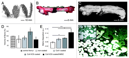 Figure 6. In vivo study small animals: created 5 mm orthotopic critical size defect (femur) in immunodeficient nude rat. Implantation of non-coated, Coll I or Coll I/CS coated, as well as Coll I/CS coated/hMSC seeded PCL scaffolds over 12 weeks, five animals per group. (A) Specially designed PCL scaffolds for rat femur critical size defects with a thickness of 0.5 mm and a diameter of 5 mm. (B) A 5-hole mini-fragment plate was fixed to the femur and a 5 mm long segmental mid-diaphysial osteotomy was performed. (C) 3-dimensional CT reconstruction of a rat femur (Coll I/CS group) showing callus formation along the femur. The new bone formed along and into the scaffold pad up to bridging the critical size defect. (D) Quantification of newly produced bone volume in the defect zone showed the highest amount of new bone in the Coll I/CS group (137%) compared with the non-coated (75%), Coll I (85%), or Coll I/CS/hMSC (72%) group. Non-operated contralateral femora were used as control (100%) (significance: *p < 0.05). (E) Quantification of the matrix deposition using a modified trichrome Masson-Goldner staining in the defect zone showing the highest matrix accumulation in the Coll I/CS/hMSC followed by the Coll I/CS group, the Coll I group and the non-coated group, a.u. arbitrary units (significances: *p < 0.05, **p < 0.01). (F) New bone formation occurred at the proximal and distal ends of the defect zone, localized around the scaffold pad and in the bordering scaffold areas (star, green coloring). The central part showed variable amounts of matrix aggregation (arrow, yellow coloring) depending on the surface modification of the scaffold (Coll I/CS/hMSC > Coll I/CS > Coll I > non-coated).Citation10