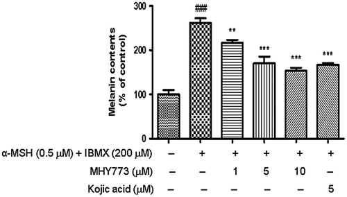 Figure 4. Effect of MHY773 on α-MSH and IBMX-induced cellular melanin contents in B16F10 melanoma cells. Cells were incubated in the presence of various concentrations of MHY773 (1, 5 and 10 μM) or kojic acid (5 μM) for 2 h, and then stimulated with 0.5 μM α-MSH and 200 μM IBMX for 72 h. Values are given as means ± S.E.M. of three independent experiments. ###p < 0.001 compared with the control group and **p < 0.01 and ***p < 0.001 compared with α-MSH and IBMX-induced cells.