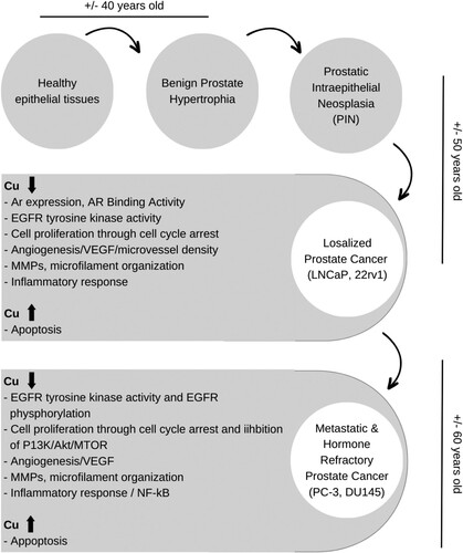 Figure 3. Possible anti-cancer mechanisms of curcumin.