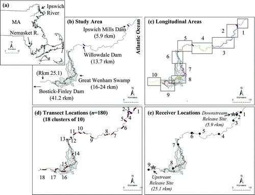 FIGURE 1 Maps of the study area indicating (a) the locations of the Ipswich and Nemasket rivers; (b) the area of the Ipswich River in which we tracked alewives, showing the Atlantic Ocean, three dams, and a historical spawning site (Great Wenham Swamp); (c) the distribution of the 10 river areas used for the habitat unit survey within the lower 20.6-rkm study area (there were slight variations in the size of these areas from upstream to downstream because of the presence of dams and other landmarks that acted as natural divisions); (d) the locations of the 180 transects within 18 clusters at which depth, velocity, and width were measured for the lower 20.6-rkm study area; and (e) the locations of the nine radiotelemetry receivers with the upstream and downstream fish release sites denoted by stars. Receiver 1 was in area 1 and was only encountered as tagged fish left the system. Receivers 2–3 were in area 2, which was bounded upstream by Ipswich Mills dam. Receivers 4–7 were in areas 3–6. Willowdale Dam was the boundary between areas 4 and 5. Receiver 8 was in area 9. Receiver 9 was excluded from the analysis because no fish used this area. Areas 7, 8, and 10 had no receivers. The mean discharge recorded at the U.S. Geological Survey gauge at Willowdale Dam (station 01102000) for the study period was 1.48 m3/s. MassGIS was used to make these and other maps.