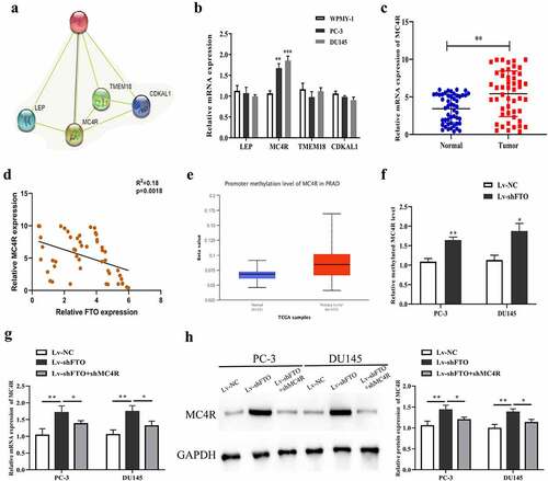 Figure 5.. FTO exhibited negative interrelation with MC4R expression level. (a). Prediction of RNA binding proteins that may interact with FTO by String (https://string-db.org/) database. (b). The expression of RNA binding protein in PCa cells was detected by qRT-PCR. (c). Determination of MC4R expression level in 50 pairs of PCa tissues via qRT-PCR. (d). Assessment of the interrelation between FTO and MC4R expression level using Pearson method. (e). Prediction of the methylation modification of MC4R via Ualcan prediction website. (f). M6A level of MC4R in PCa cells undergoing Lv-shFTO transfection via methylation. (g). Examination of MC4R expression level in PCa cells undergoing Lv-shFTO and shMC4R transfection via qRT-PCR. (h). Examination of MC4R protein expression level in PCa cells undergoing Lv-shFTO and shMC4R transfection via Western blot. *P < 0.05; **P < 0.01.