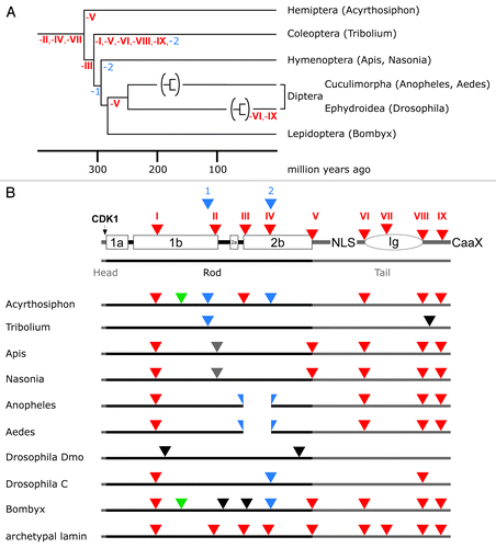 Figure 4. Lamin gene evolution in insects. (A) Phylogenetic tree of insects. The tree and the time scale were taken from reference Citation81. Loss of phylogenetically relevant introns (archetypal in red, arthropod-specific in blue) is indicated below the lines of the tree. For the dipterans only the branches of the Cuculimorpha and the Ephydroidea are shown. (B) Intron patterns of insect lamins. Positions of archetypal introns (red triangles) are shown with respect to lamin protein structure in the top row. Large boxes represent coiled-coil segments. The oval represents the lamin Ig-domain. Head and tail domains are represented by gray bars. Color coding of triangles, green, intron restricted to the protostome lineage; blue, introns restricted to arthropods; gray, introns restricted to hymenopterans (Apis and Nasonia); black, introns unique to individual species. The split blue triangles indicate a deletion of seven heptads in coil 2b of the Anopheles and Aedes lamins.