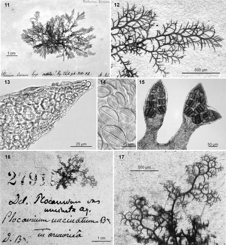 Figs 11–17. Plocamium cartilagineum. 11. Lectotype of Plocamium subtile Kützing. 12. Ramuli alternating in series of 2–4 (usually 3) above the basal ramuli. 13. Apex without chevron-like appearance. 14. Cocconeis scutellum as epiphyte. 15. Simple and bifurcated young stichidia showing tetrasporangia. 16. Lectotype for Delesseria plocamium var. uncinata. 17. Detail of the lectotype material showing fruticose habit and ramuli in series of 3 or 4 above the basal ramulus.