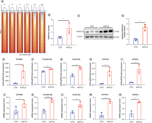 Figure 6. Validation of peak–associated target genes by chromatin immunoprecipitation coupled with high-throughput sequencing, western blot, ChIP-qPCR and real-time PCR. (A & B) Heatmaps show H3K27ac signal at 3 kb near TSS and TES in normal and NAFLD samples. (C & D) Western blot analysis of H3K27ac levels in CTR and NAFLD groups. (E–I) ChIP-qPCR fold enrichment of CYP8B1, PLA2G12B, SLC27A5, CYP7A1 and APOC3 in between CTR and NAFLD rats. (J–N) The mRNA expression level of CYP8B1, PLA2G12B, SLC27A5, CYP7A1 and APOC3 in two groups were detected by real-time PCR. We present the individual data as the mean ± standard deviation. Significance was assessed by t-test* p < 0.05; ** p < 0.01; ***p < 0.001.ChIP-qPCR: Chromatin immunoprecipitation coupled with high-throughput sequencing quantitative PCR; CTR: Control group; NAFLD: Nonalcoholic fatty liver disease; TSS: Transcription start site; TES: Transcription end sites.