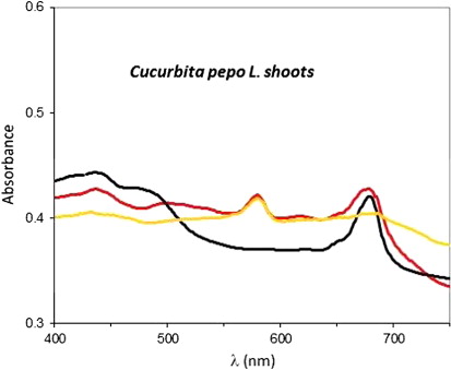 Figure 2. Absorption spectrum from shoot extract of untreated Cucurbita pepo L. recorded 2 h after reaction with HAuCl4 (red line) and with HCl (black line) in the same experimental conditions. The plasmon peak of AuNPs is located at ~570 nm. Its shape and position were unaltered 72 h after the synthesis (yellow line).