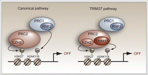Figure 1. TRIM37 represses gene expression through a non-canonical PRC1/2-mediated silencing pathway. (Left) The canonical model for PRC1/2-mediated gene silencing. PRC2 first interacts with the promoter and catalyzes H3K27 trimethylation using the PRC2 subunit and histone methyltransferase EZH2. The H3K27 trimethylation mark is then recognized by PRC1 followed by RNF2-catalyzed H2A mono-ubiquitination. (Right) TRIM37-mediated target gene silencing. TRIM37 associates with PRC2 and promotes extensive changes in gene expression that include the silencing of multiple tumor suppressors. TRIM37 is also required for PRC1 occupancy, which presumably is mediated by PRC2 as in the canonical pathway.