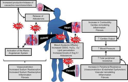 Figure 2. Potential effects of reactive oxygen species on the development of hypertension—an integrated system. The damaging effects of oxidative stress involve multiple organ systems. Exposure of the central nervous system to increased ROS induces production and release of neurotransmitters responsible for the regulation of vascular resistance, cardiac function, and blood pressure control. Effects of redox-sensitive neurotransmitters may be direct or indirect through activation of the renin-angiotensin-aldosterone system, which influences peripheral resistance by influencing vasoconstriction, volume status (increased sodium reabsorption), target tissue inflammation, and fibrosis. Systemic ROS, lipid peroxidation, and high levels of Ang II/aldosterone lead to increased cardiac contractility, remodeling, inflammation, and fibrosis, reflecting increased cardiac output. ROS also influence the vasculature, where peripheral resistance is increased due to endothelial dysfunction and vasoconstriction as well as to induction of vascular remodeling (as in Figure 1). All of these processes could contribute to blood pressure elevation.
