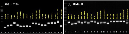 Figure 2. Polymorphism observed among coloured rice accessions using RM342 SSR (a) and RM400 SSR marker (b), L = ladder (50 bp).