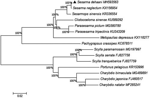 Figure 1. Phylogenetic tree derived from neighbor Joining based on 13 protein coding genes. Fourteen mitogenome sequences were obtained from GenBank and included in the tree with their accession numbers. The GenBank accession numbers are indicated after the scientific name.
