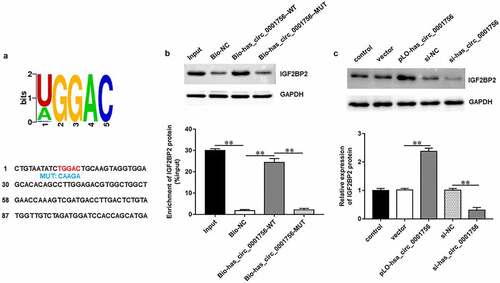 Figure 3. Hsa_circ_0001756 binds with IGF2BP2 in OC cells. (a) The potential IGF2BP2 target motif in hsa_circ_0001756 sequence was predicted by starBase. Red fonts represent the wild-type (WT) binding motifs; blue fonts represent the mutant-type (MUT) binding motifs. (b) RNA pull-down assay was used to verify the binding of hsa_circ_0001756 and IGF2BP2. (c) pLO-circ_0001756 (30 nM), si-hsa_circ_0001756 (50 nM) and their negative controls were transfected into SKOV3 cells, respectively. The expression of IGF2BP2 protein in SKOV3 cells was measured by using Western blotting after transfection for 48 h. Data were presented as mean ± SD. **P < 0.01.