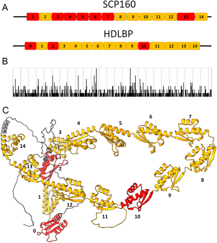 Figure 1. Schematic and predicted structure of vigilins. A) KH domain arrangement of two vigilins, the budding yeast Scp160 and the human HDLBP. Orange boxes represent classical KH domains, red ones represent diverged KH domains. B) COSMIC histogram indicating mutations across HDLBP in various cancer types. Mutations are depicted at an amino acid level correlating with HDLBP from a). Vertical lines display the location and relative frequency of substitutions C)Alphafold2 predicted protein structure of human HDLBP[Citation6,Citation7], using the same colouring scheme as in A).