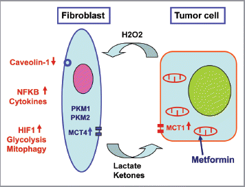 Figure 11 Pyruvate kinase expression (PKM1 and PKM2) in cancer associated fibroblasts drives tumor growth. Cancer cells secrete hydrogen peroxide (H2O2) which initiates oxidative stress in adjacent stromal fibroblasts. This, in turn, drives the activation of two main transcription factors, namely HIF1 and NFκB. NFκB is the master regulator of the innate immune response, resulting in the secretion of inflammatory cytokines. HIF1-α stabilization induces autophagy, mitophagy, and aerobic glycolysis. As a consequence, PKM1 and PKM2 expression results in the production of excess L-lactate and ketone bodies (3-hydroxy-butyrate) that are extruded via a mono-carboxylate transporter, known as MCT4. These high-energy nutrients are then taken up and recycled by cancer cells using another mono-carboxylate transporter, namely MCT1. Thus, L-lactate and ketones produced by stromal fibroblasts are transferred to cancer cells and used as fuel for mitochondrial oxidative metabolism (OXPHOS), producing large amounts of ATP. This model explains the anti-cancer activity of Metformin, a diabetic drug, that mechanistically functions as a mitochondrial “poison,” as it is a specific inhibitor of mitochondrial complex I. Complex I is a key part of the electron transport system for generating ATP. Note also that a loss of stromal Caveolin-1 (Cav-1) occurs, as it is degraded by stromal autophagy. Loss of stromal Cav-1 further perpetuates oxidative stress, and is a powerful biomarker for predicting early tumor recurrence, metastasis, and drug-resistance, as well as poor clinical outcome in breast cancer patients.